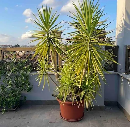 Appartamento Terrazza Talenti